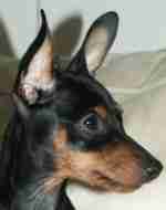 Zwergpinscher: Aisha