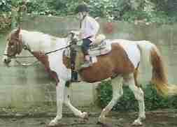 Das Rai-Reiten ist eine besonders natürliche Reitmethode, die durch Fred Rai nach Deutschland gebracht wurde.